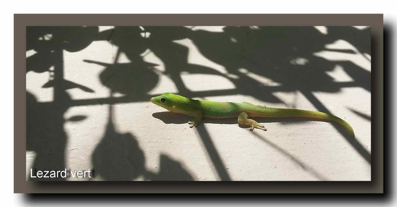 Le Gecko Vert Manapany-les Bains Экстерьер фото