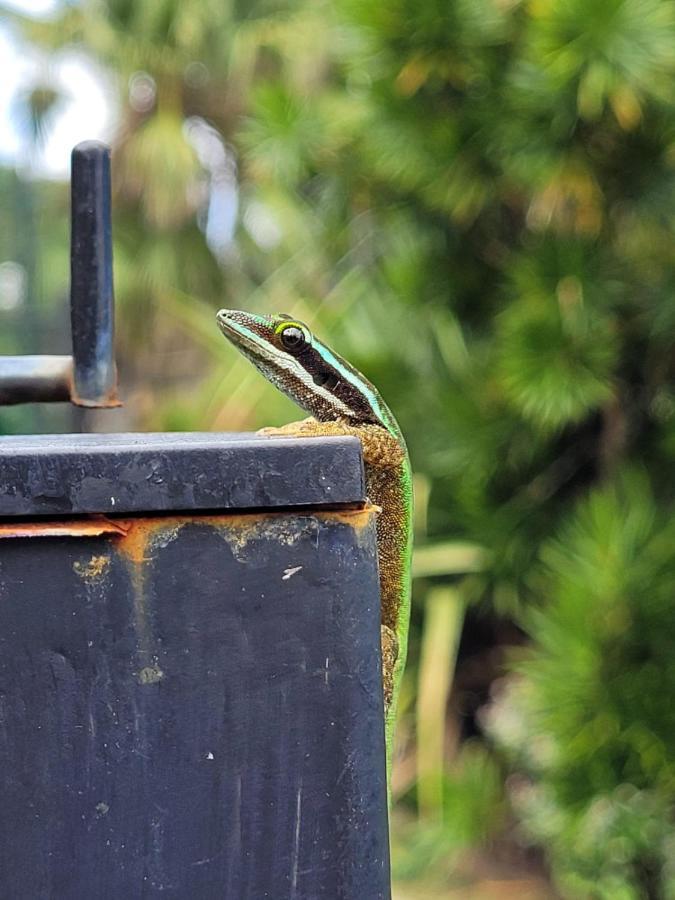 Le Gecko Vert Manapany-les Bains Экстерьер фото